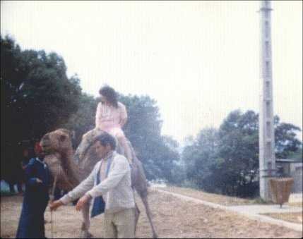 Camels in Algiers, Morocco